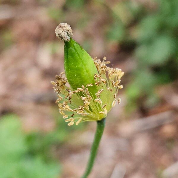 Papaver cambricum Fruit