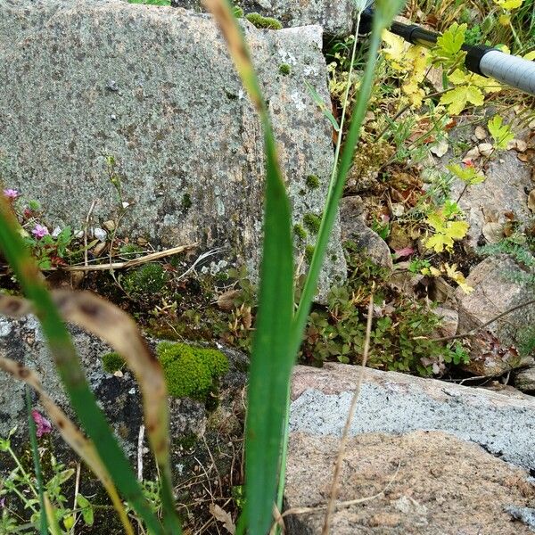 Hordeum jubatum Foglia