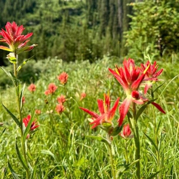 Castilleja miniata ফুল