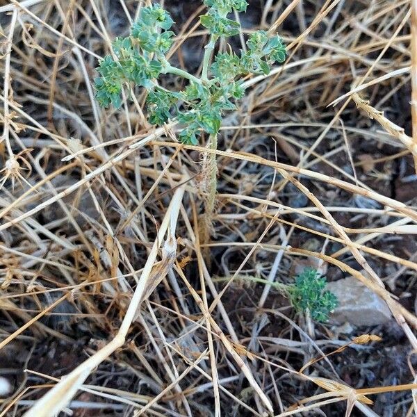 Euphorbia falcata Natur