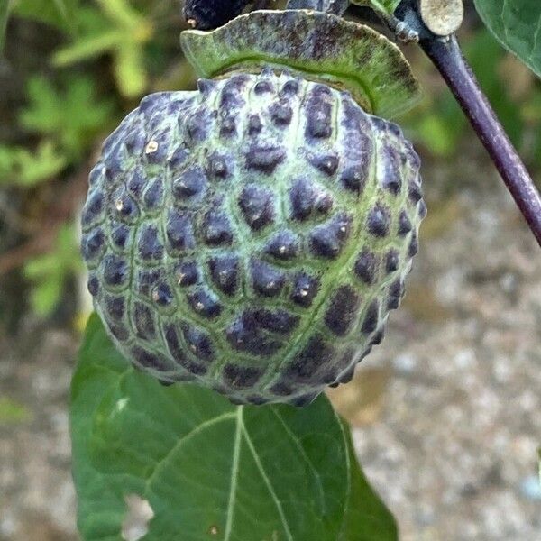 Datura metel ফল