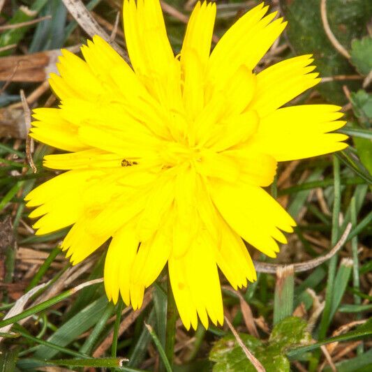 Leontodon saxatilis Flower