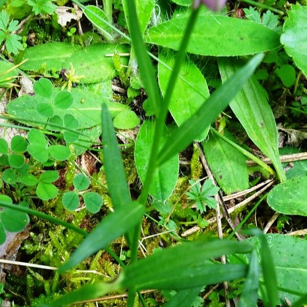 Polygala vulgaris Leaf