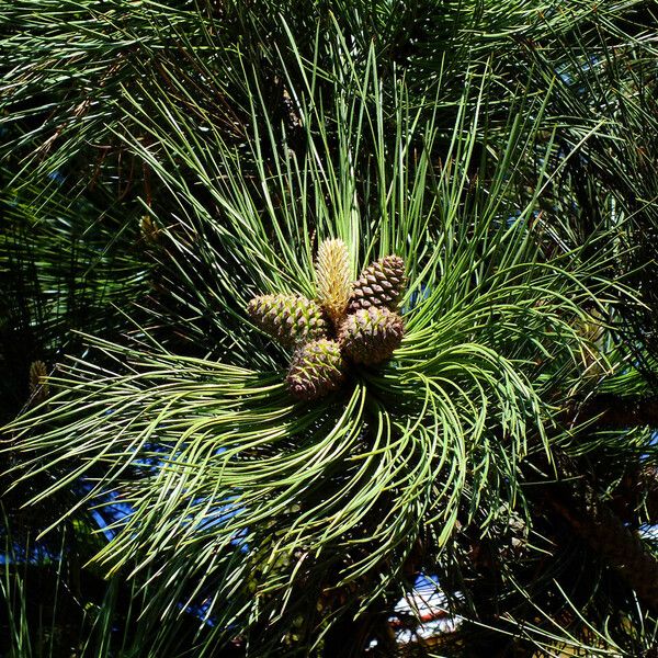 Pinus hartwegii Fruit