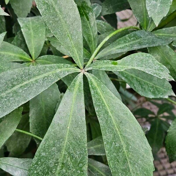 Pseudopanax lessonii ᱥᱟᱠᱟᱢ