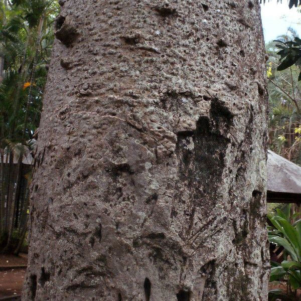 Adansonia digitata 树皮