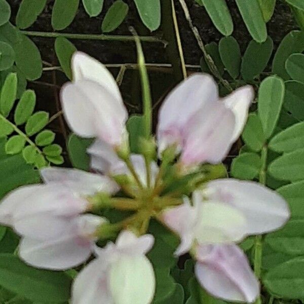 Coronilla varia Floare