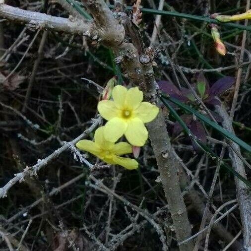 Jasminum nudiflorum Cvet