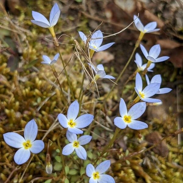 Houstonia caerulea Çiçek