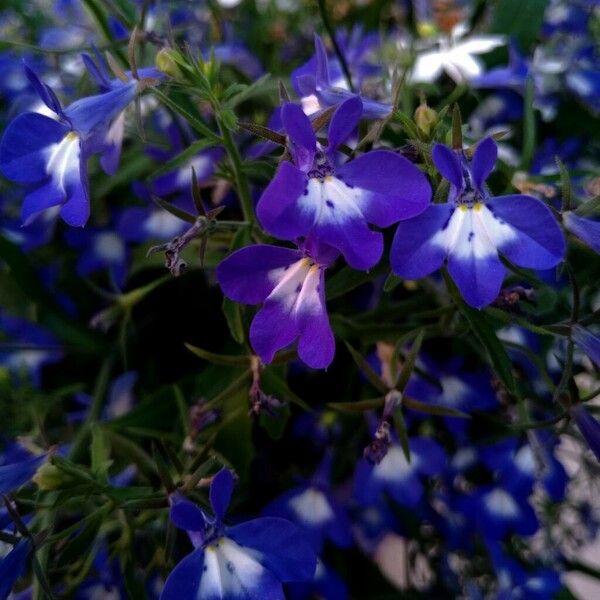 Lobelia erinus Λουλούδι