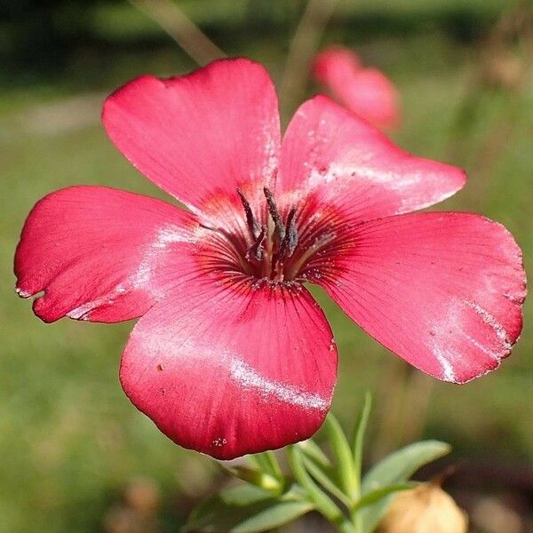 Linum grandiflorum Flower