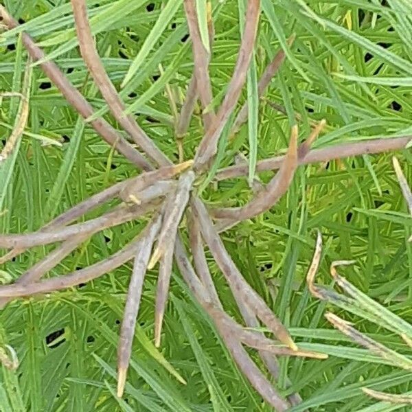 Amsonia hubrichtii Fruit