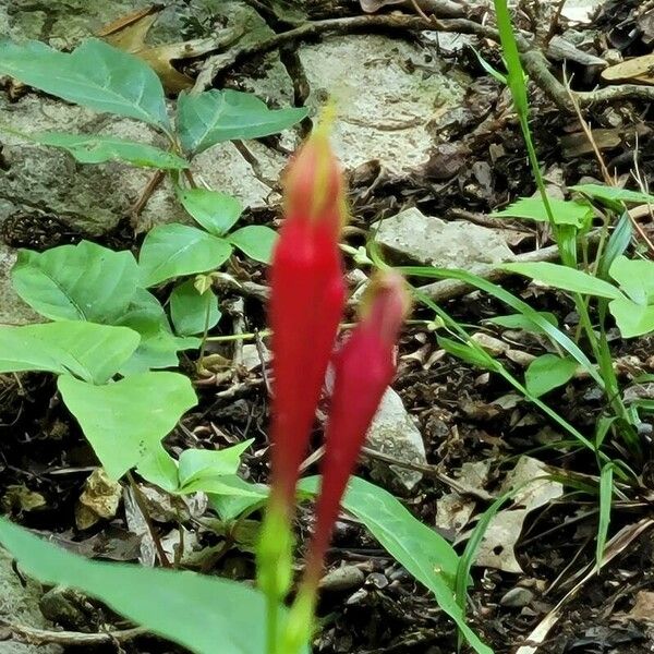 Spigelia marilandica Blomst