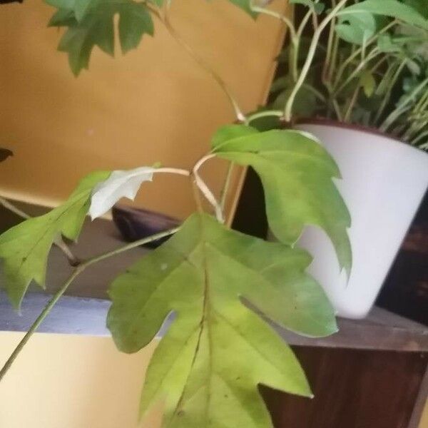 Rhoicissus rhomboidea Leaf