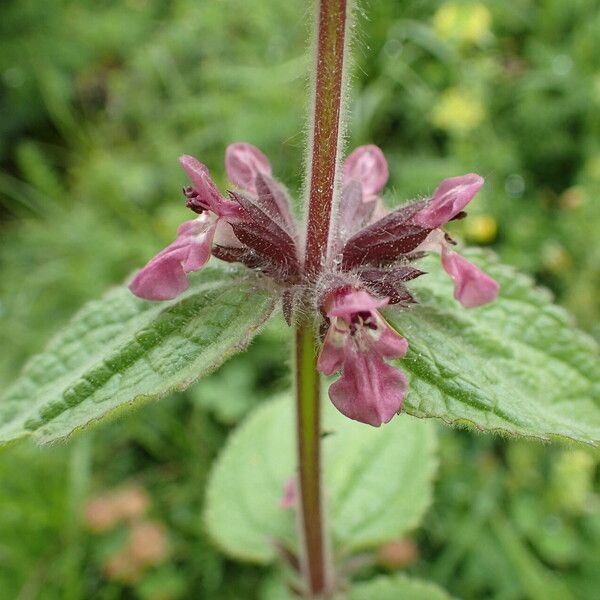 Stachys alpina 花