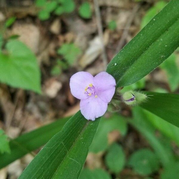 Tradescantia subaspera ᱵᱟᱦᱟ