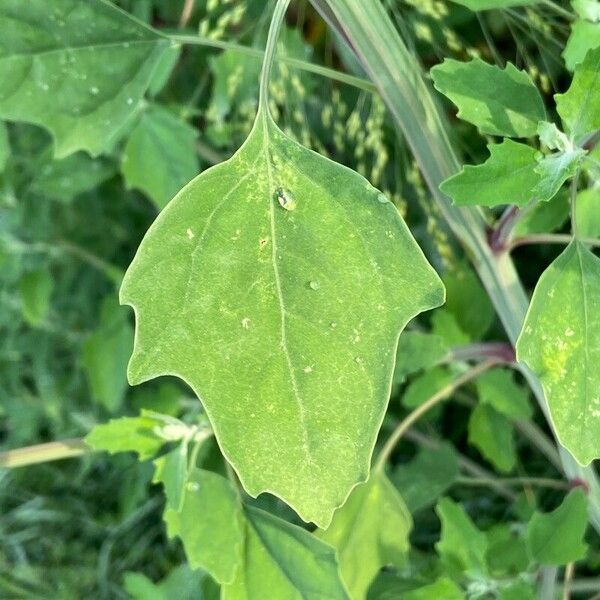 Chenopodium album Leaf