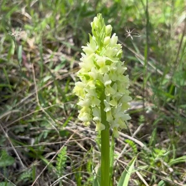 Dactylorhiza sambucina Fiore