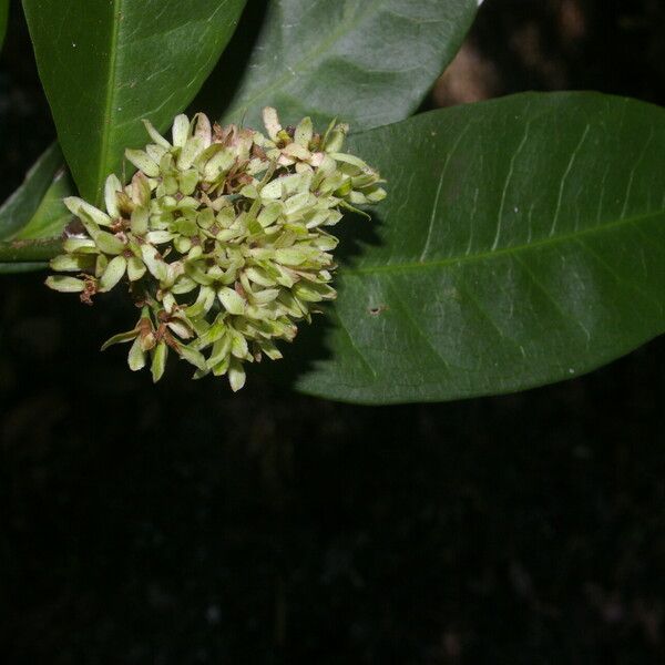 Ixora finlaysoniana Λουλούδι