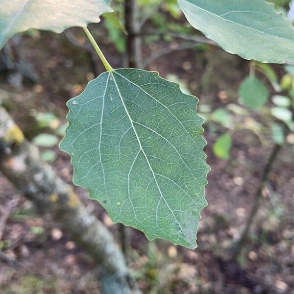 Populus tremula 葉