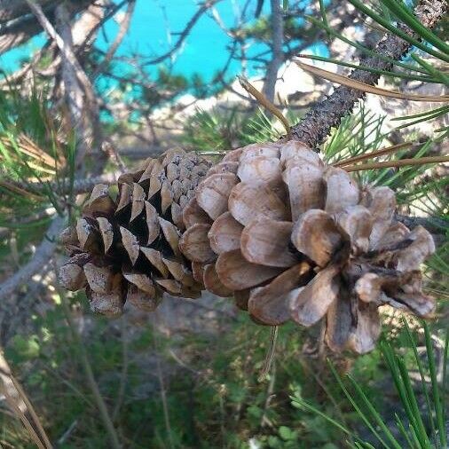 Pinus brutia Meyve