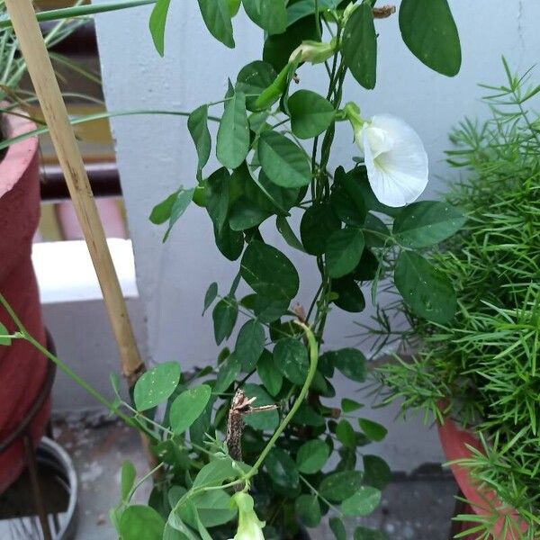 Clitoria ternatea Flower