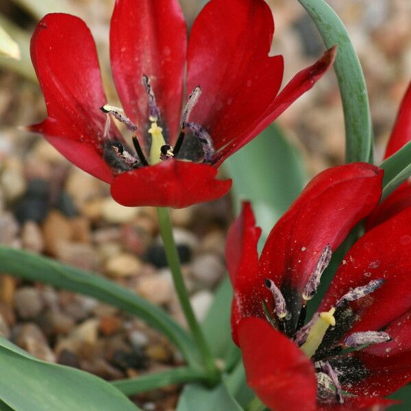 Tulipa undulatifolia Кветка