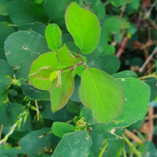 Lonicera xylosteum 叶