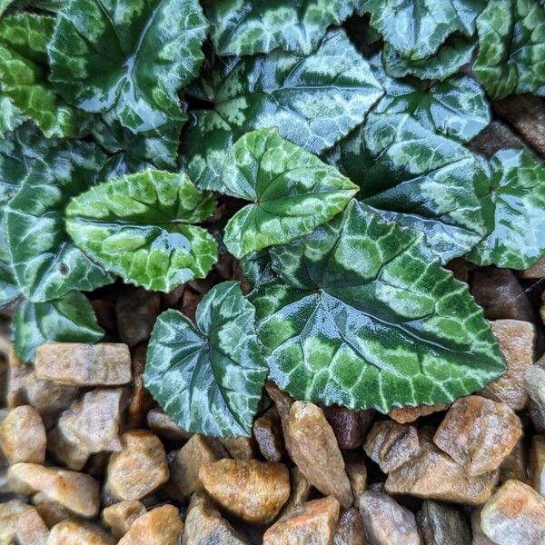 Cyclamen hederifolium Foglia