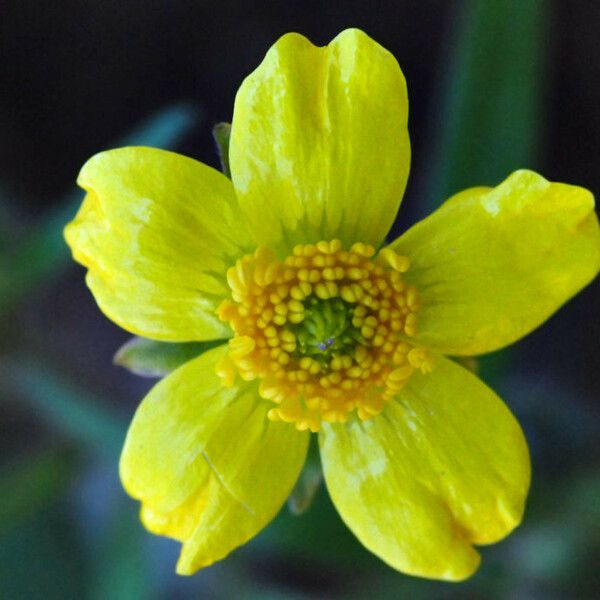 Ranunculus fascicularis Blomma