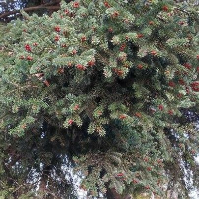 Abies pinsapo Natur