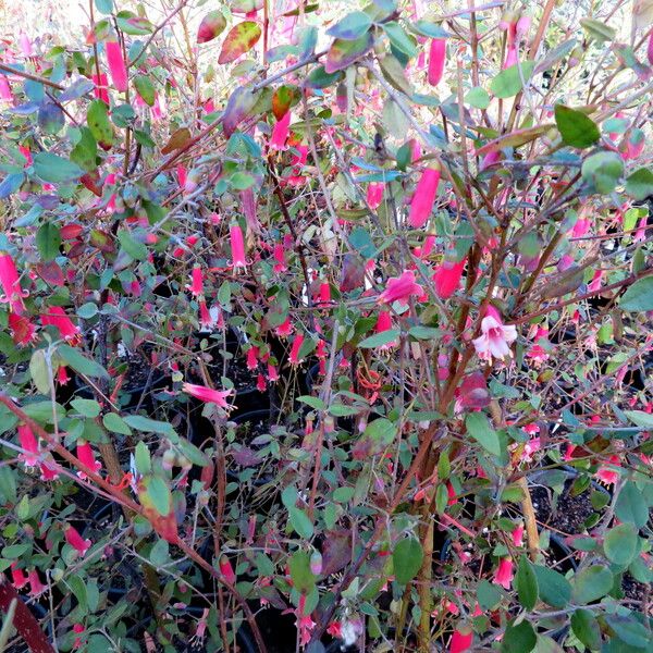 Correa reflexa Habit