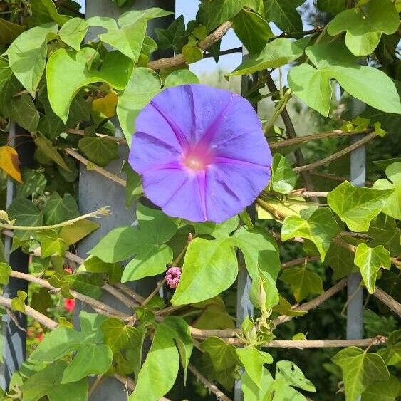 Ipomoea sagittata Çiçek