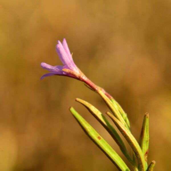 Epilobium brachycarpum 花