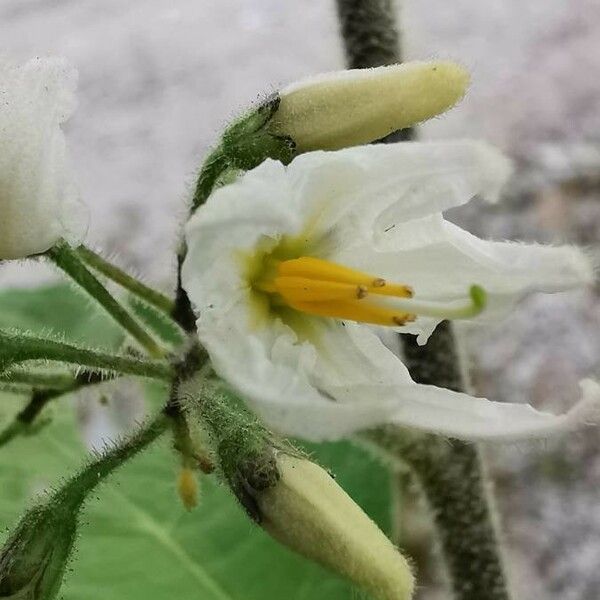 Solanum violaceum 花