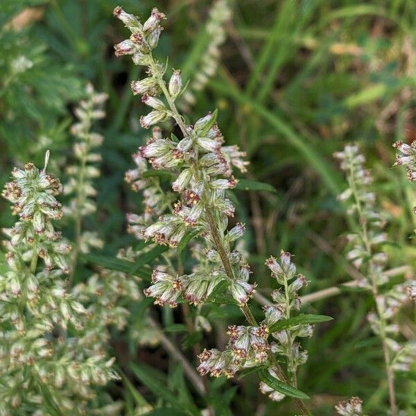Artemisia vulgaris Květ