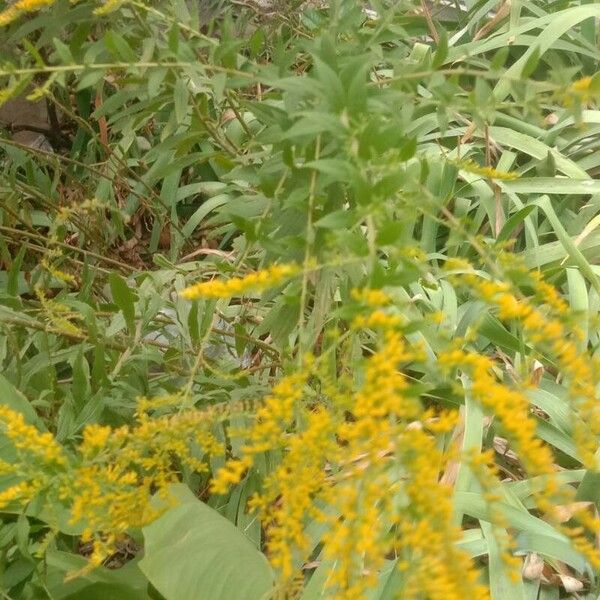 Solidago canadensis Fiore