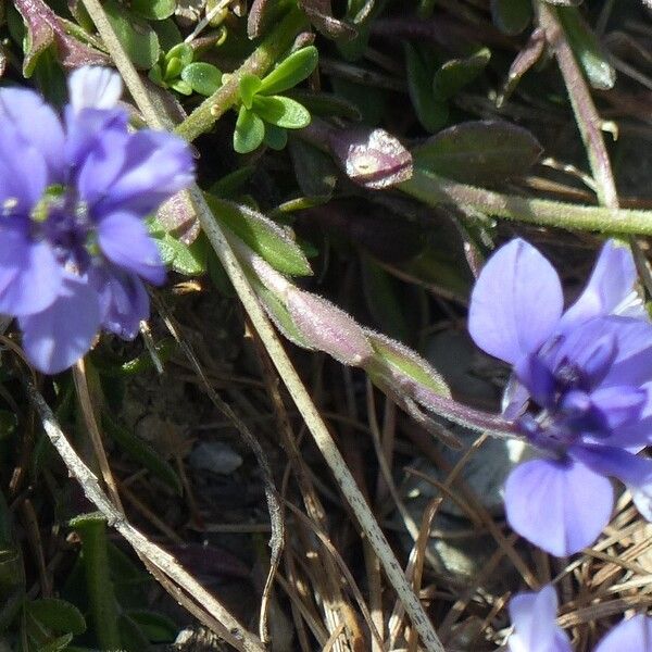 Polygala serpyllifolia Blomst