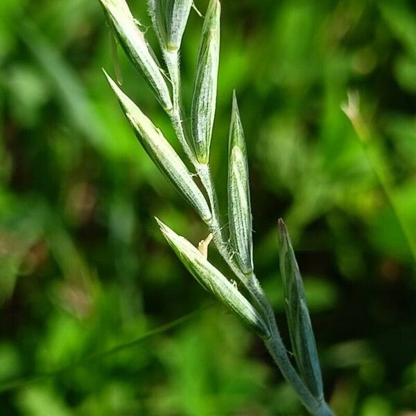 Elymus repens Flower