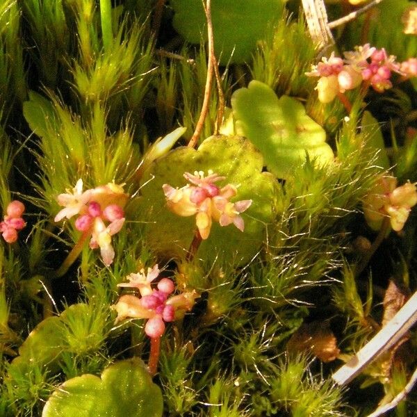 Hydrocotyle vulgaris Kukka