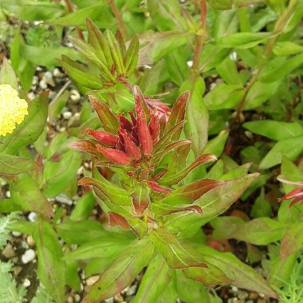 Oenothera fruticosa Flower