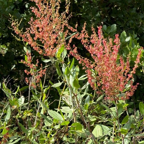 Rumex usambarensis Floare