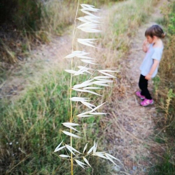 Avena sterilis Floare