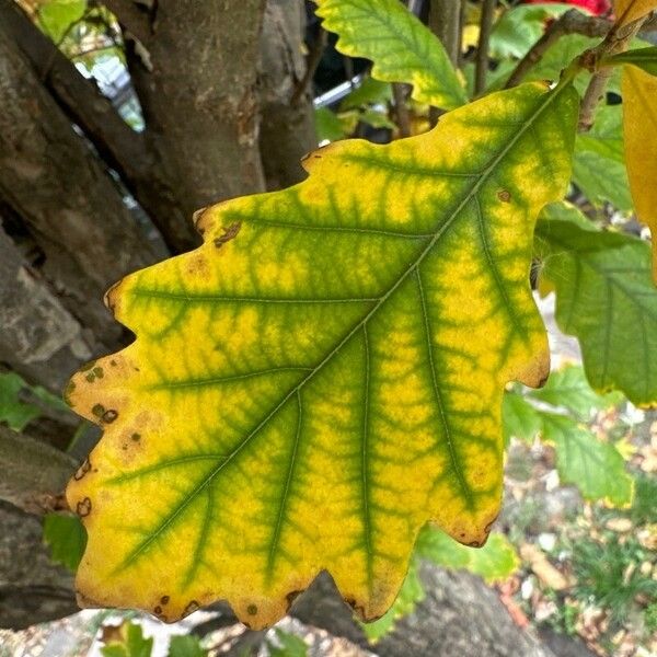 Quercus bicolor Hoja