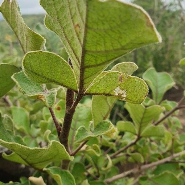 Lannea triphylla Blatt