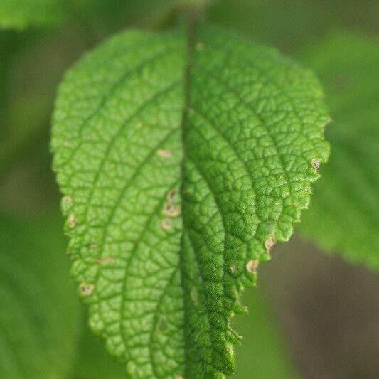 Stachytarpheta mutabilis Leaf