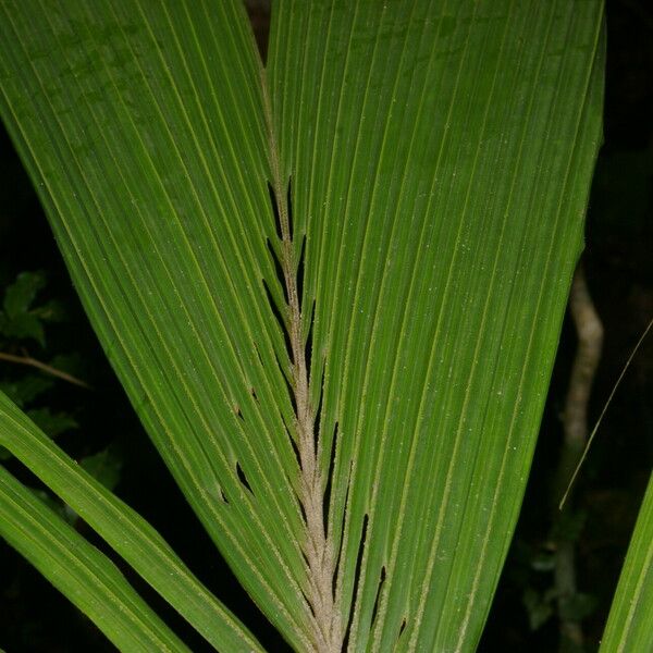 Reinhardtia latisecta Blatt