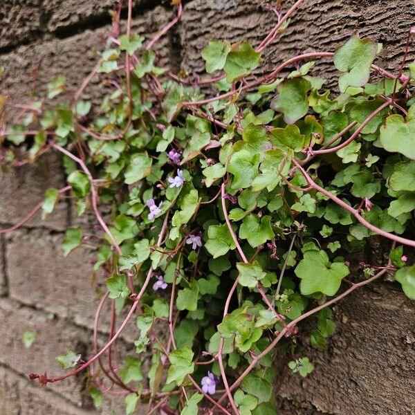 Cymbalaria muralis Buveinė