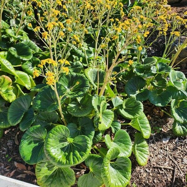 Farfugium japonicum 整株植物