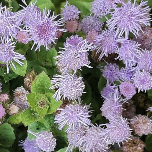 Ageratum houstonianum Květ